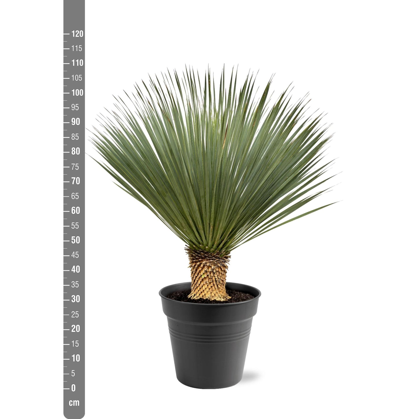 Yucca Rostrata | ↕100 - 120 cm - Ø40