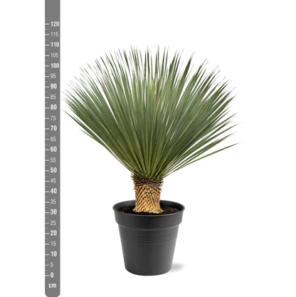 Yucca Rostrata | ↕100 - 120 cm - Ø40