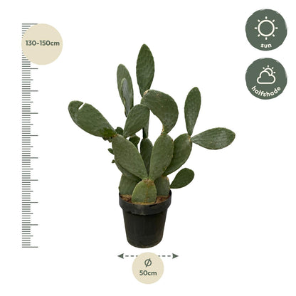 Cactus Opuntia | ↕120cm - Ø38cm