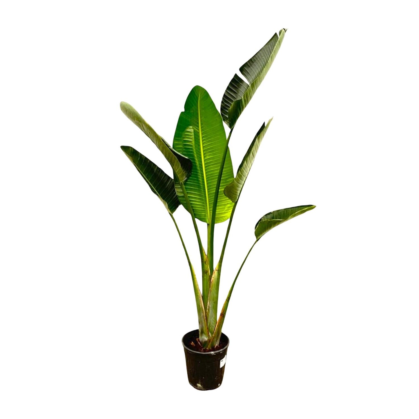 Strelitzia Augusta | ↕180cm - Ø30cm