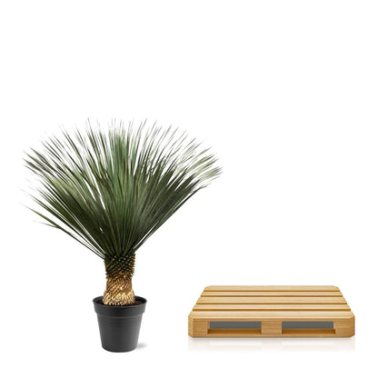 Yucca Rostrata | ↕130 - 150 cm - Ø50cm