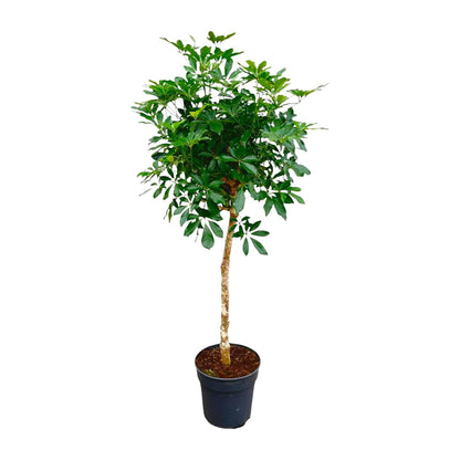 Schefflera op stam - 170cm hoog - 30cm doorsnede