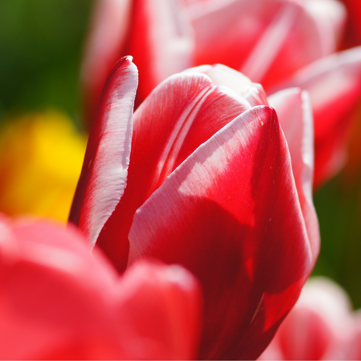 20x Tulpenbollen Candy Apple Delight – Rood-Witte Tulp