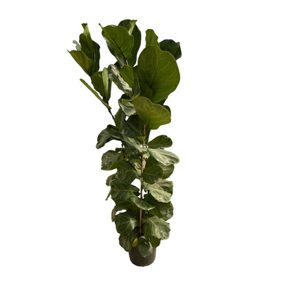 Ficus Lyrata struik | ↕180 cm - Ø35cm