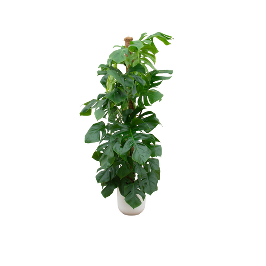 Combi deal - Monstera Pertusum XL + Elho Jazz Round wit | Ø26 cm - ↕150 cm