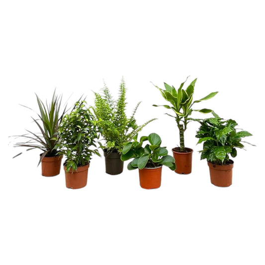 Verrassingsbox - 6 planten | ↕20-40 cm - Ø12cm