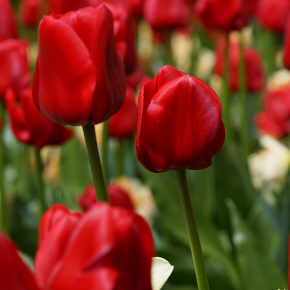 20x Tulpenbollen Ile de France – Dieprode Tulp