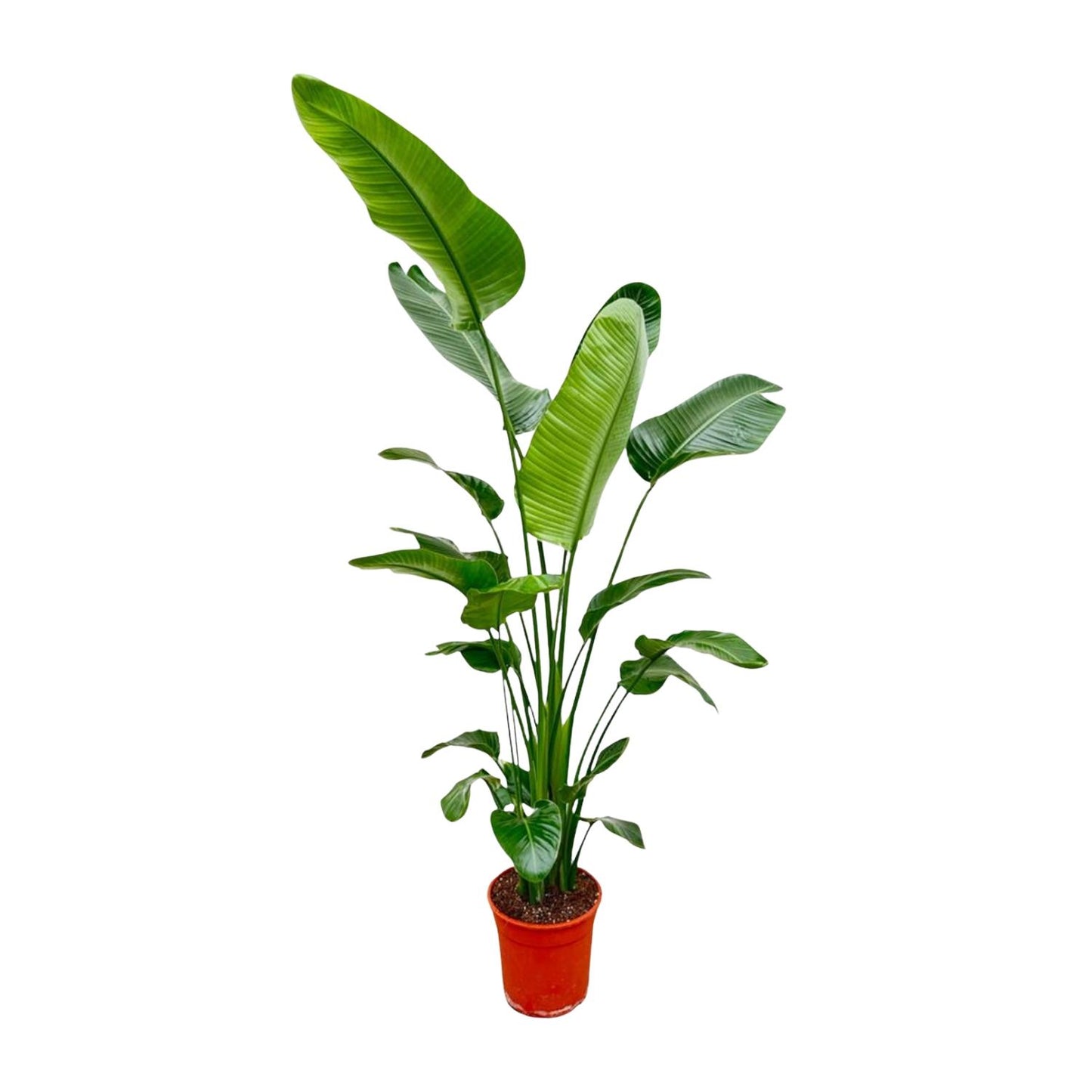 Strelitzia Nicolai | ↕180-200 cm - Ø25-30cm