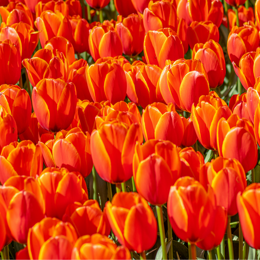 20x Tulpenbollen Dafeng – Oranje Tulp