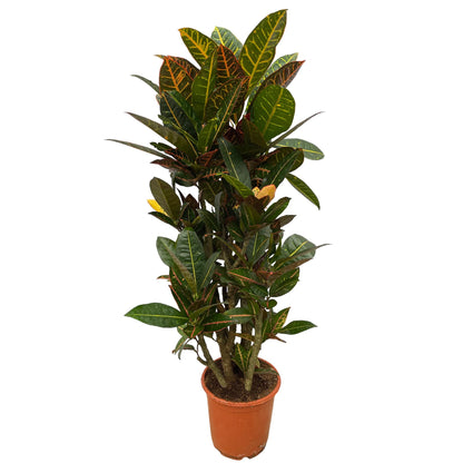 Codiaeum (Croton) Petra vertakt | ↕100 cm - Ø21cm