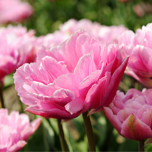 20x Tulpenbollen Columbus – Roze-Witte Dubbele Pioentulp
