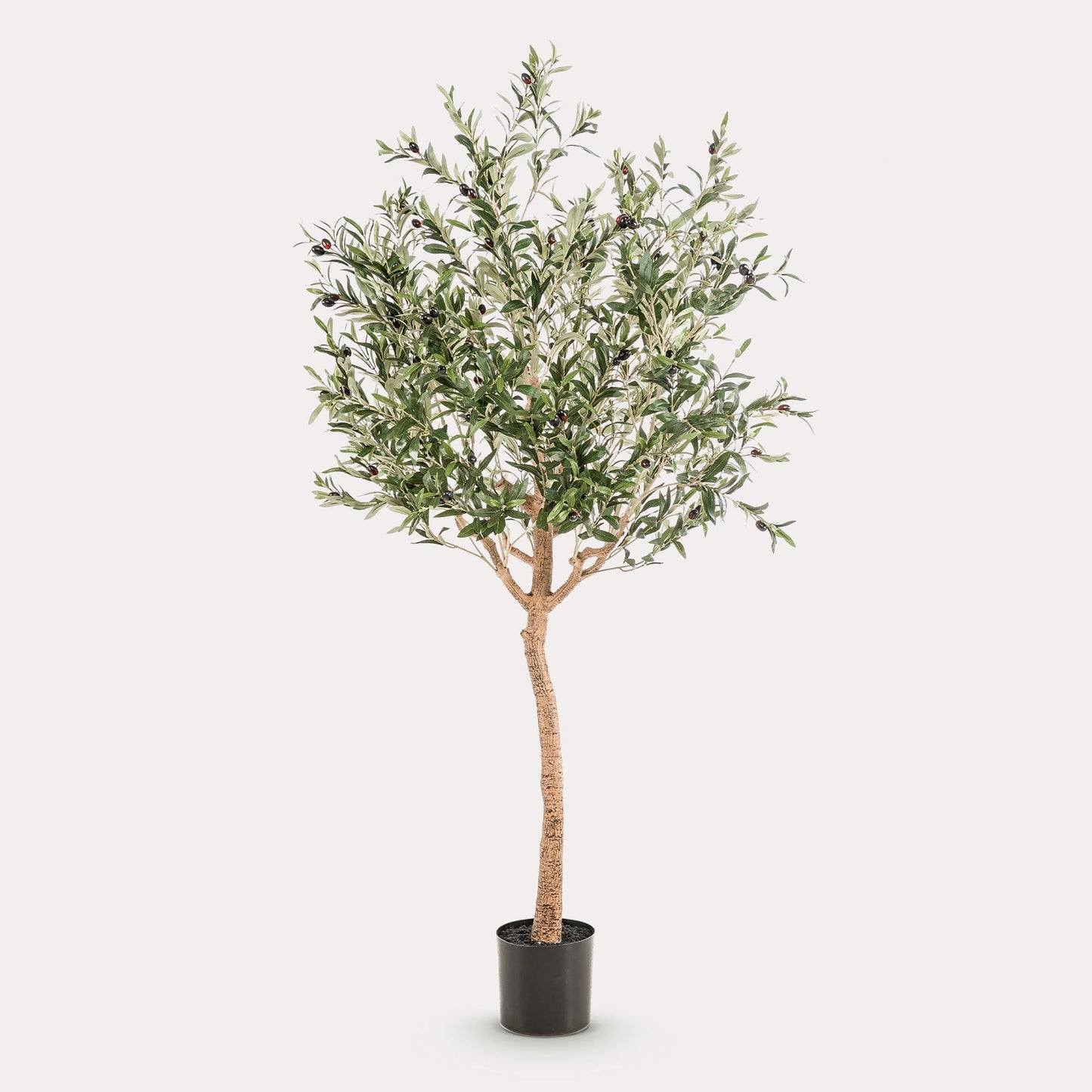Olea europaea - Olijfboom | ↕180 cm Kunst Olijfboom