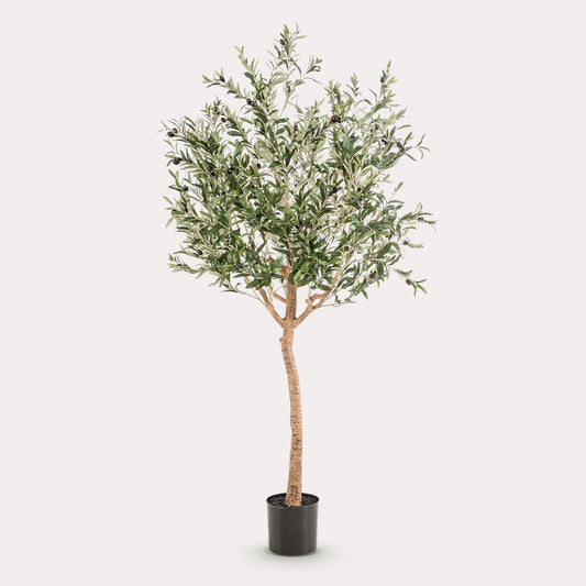 Olea europaea - Olijfboom | ↕180 cm Kunst Olijfboom