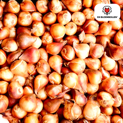 20x Tulpenbollen Catherina – Zuiver Witte Tulp