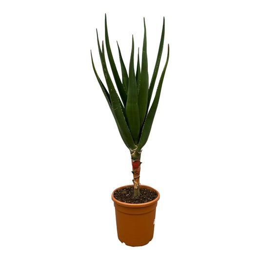 Aloë Barberae | ↕150 cm - Ø30cm