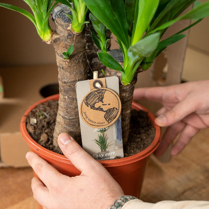 2x Yucca - 90cm hoog - 17cm doorsnede