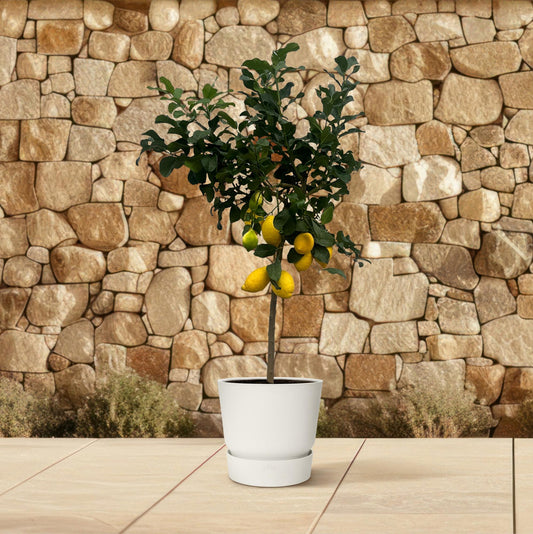 Citrus Lemon (Citroenboom) | ↕150 cm - Ø24cm