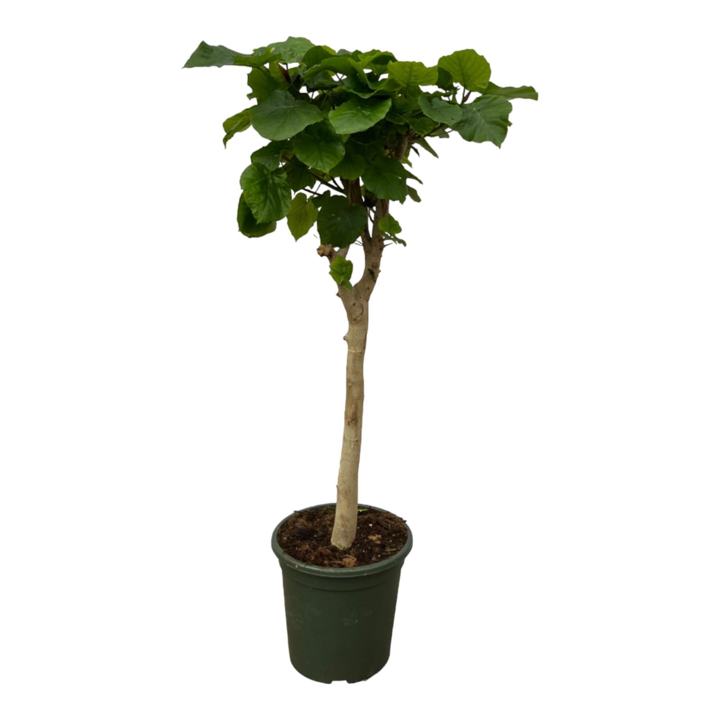 Ficus Umbellata stam | ↕180 cm - Ø30cm