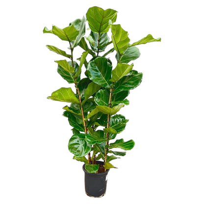 Ficus Lyrata struik | ↕155 cm - Ø27cm