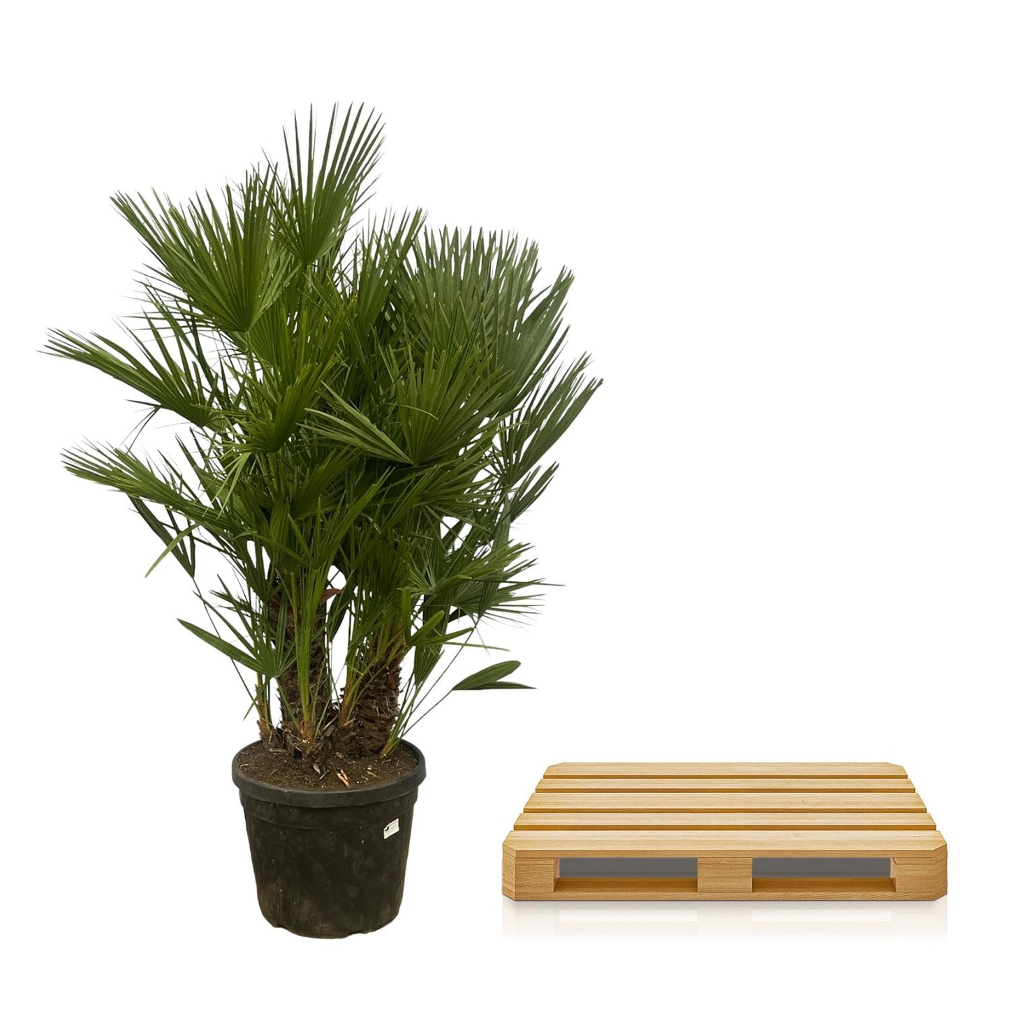 Chamaerops Humilis multi stam | ↕160 - 180 cm - Ø45cm