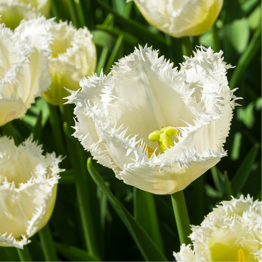 20x Tulpenbollen Honeymoon – Witte Kartelrand Tulp