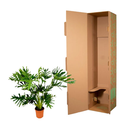 Philodendron Selloum | ↕100 cm - Ø24cm