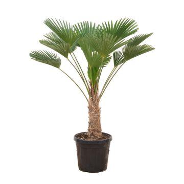 Trachycarpus wagnerianus | ↕130cm