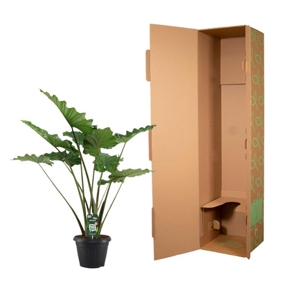 Alocasia Portodora | ↕140 cm - Ø34cm