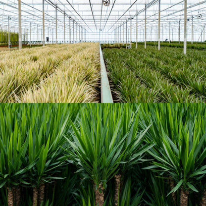 Dracaena 70cm hoog - 17cm doorsnede + Yucca 90cm hoog - 17cm doorsnede