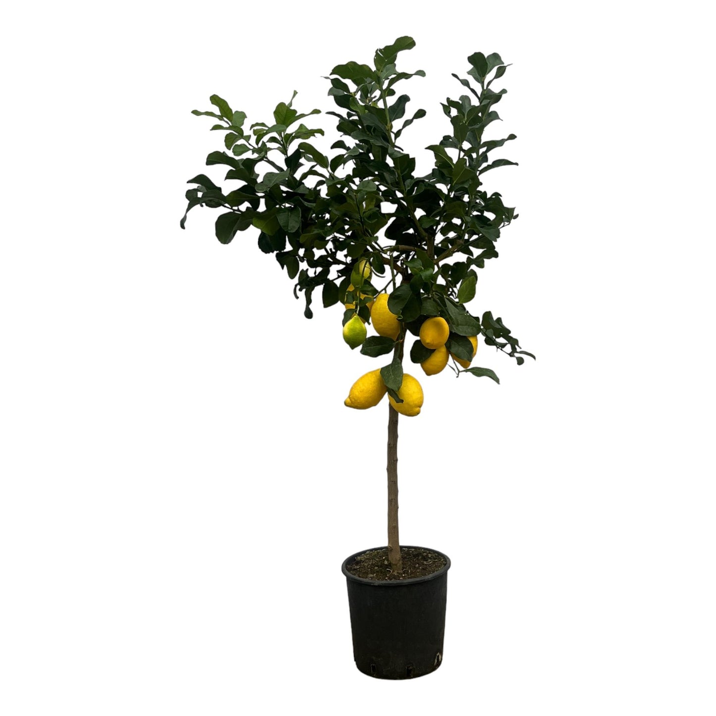 Citrus Lemon (Citroenboom) | ↕150 cm - Ø24cm