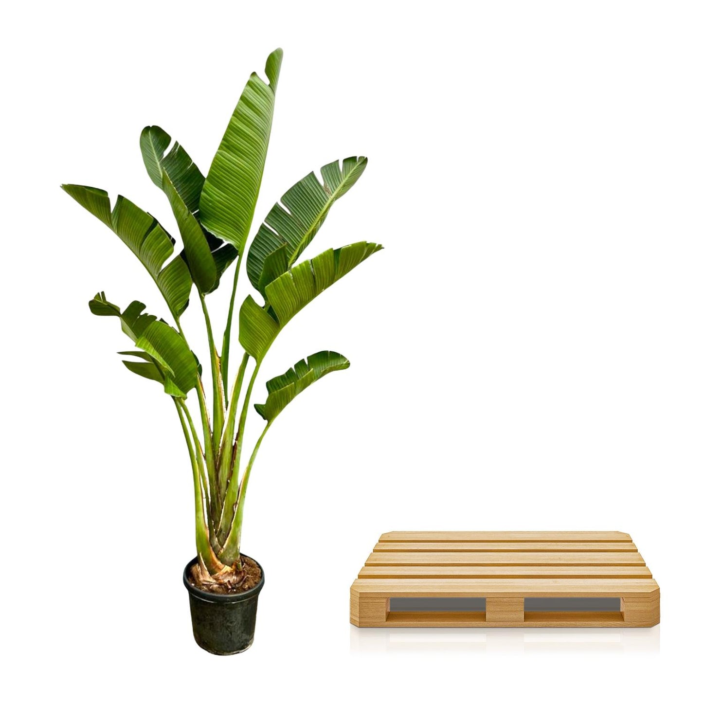 Strelitzia Augusta | ↕250cm - Ø45cm