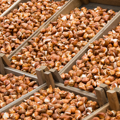 20x Tulpenbollen Password – Roze Dubbelbloemige Tulp