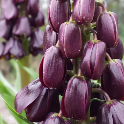 Fritillaria / Keizerskroon Purple Favorite 5 stuks