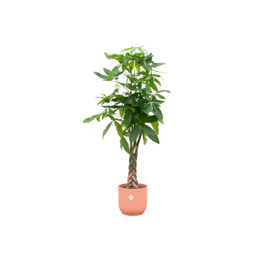 Pachira Aquatica + Eelho Vibes Fold Round roze | Ø30 - ↕150 cm