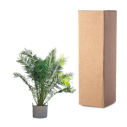 Phoenix Canariensis | ↕300cm - Ø50cm