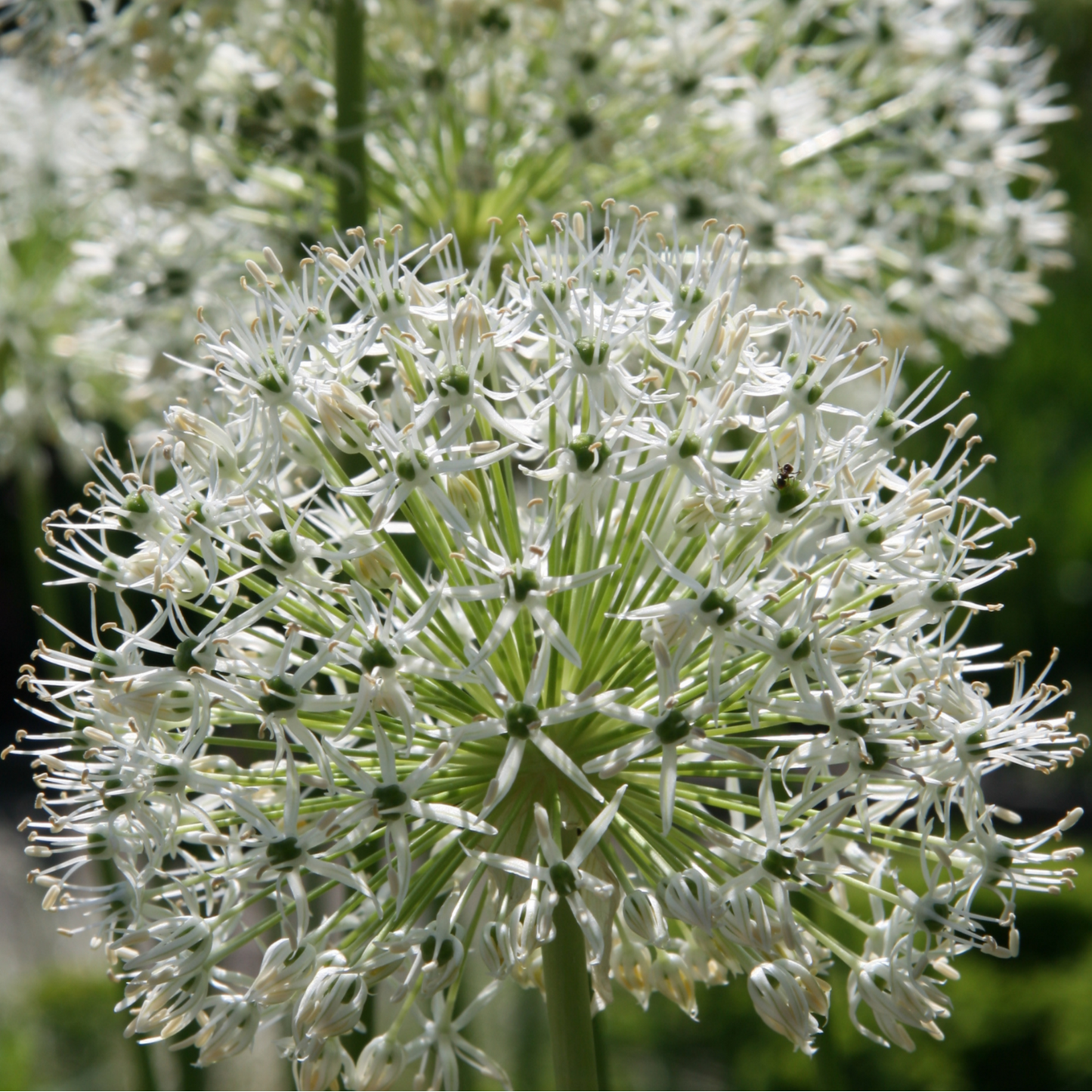 Allium White Giant 5 stuks