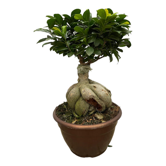 Ficus Microcarpa Ginseng | ↕50 cm - Ø25cm