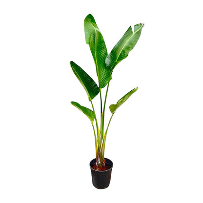 Strelitzia Augusta | ↕220cm - Ø30cm