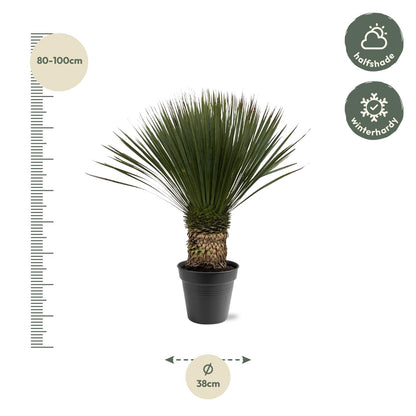 Yucca Rostrata | ↕80 - 100cm - Ø38cm