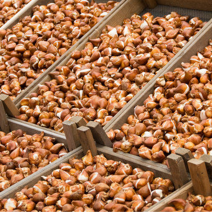 20x Tulpenbollen Jan Seignette – Rood-Geel Gestreepte Tulp