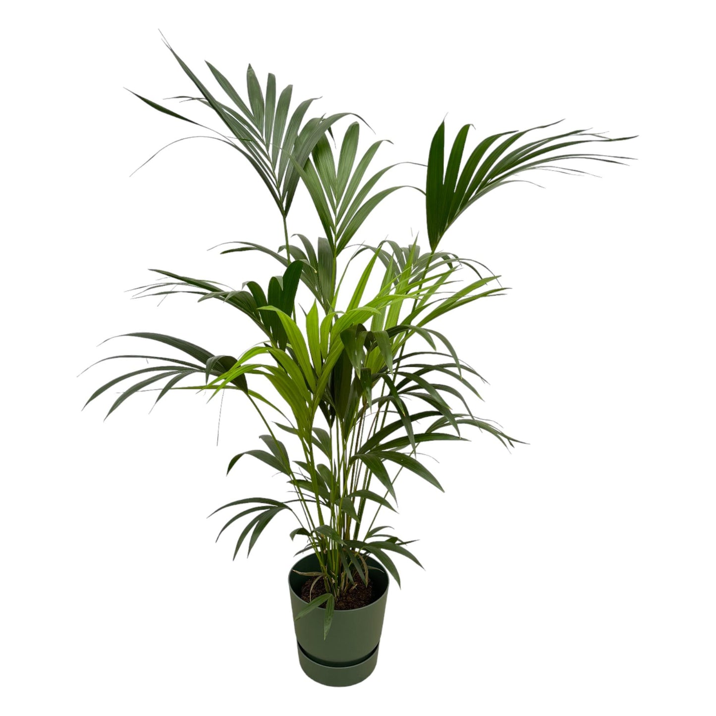 Kentia palm + Elho Greenville Round groen | ↕160cm - Ø30