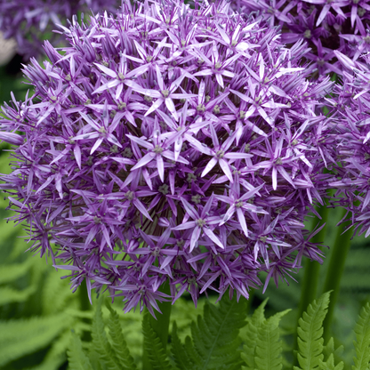 Allium Globemaster 5 stuks