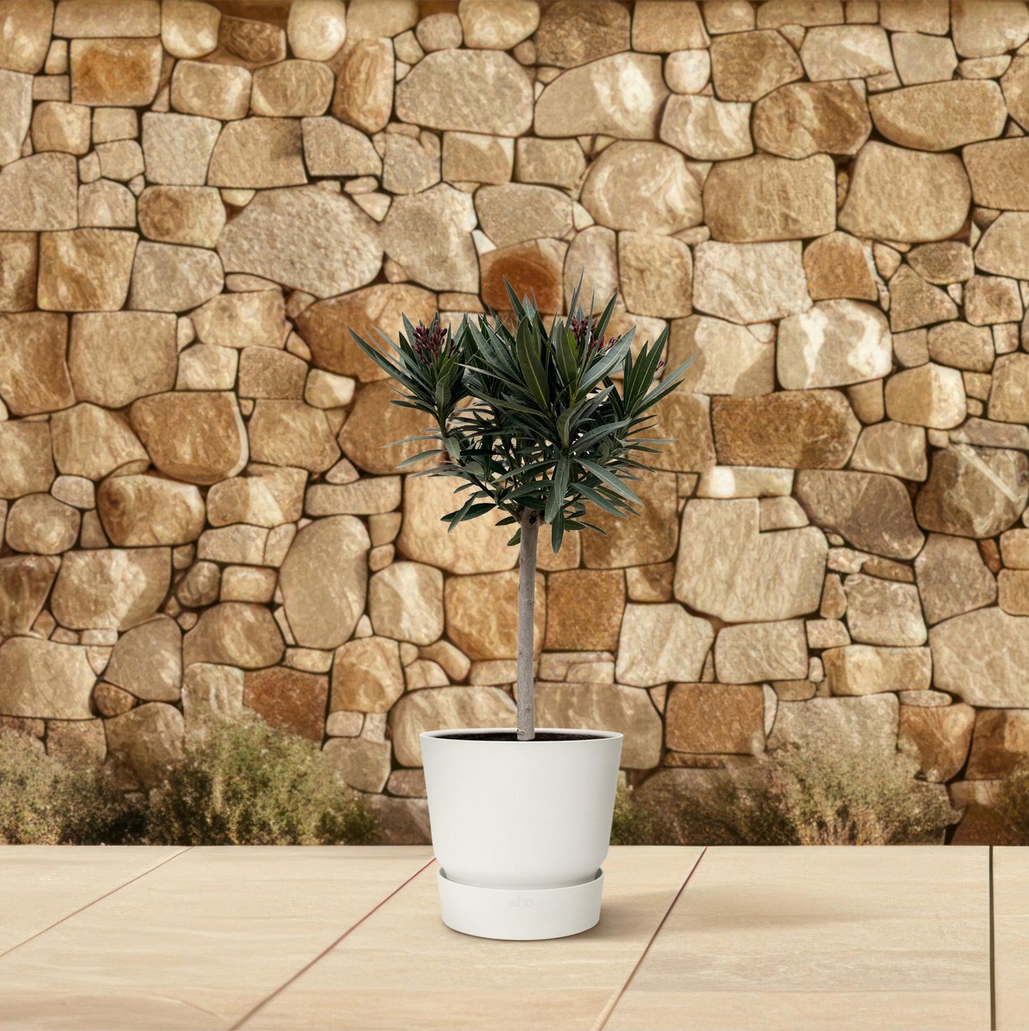 Nerium Oleander op stam met rode bloem | ↕90cm - Ø22cm