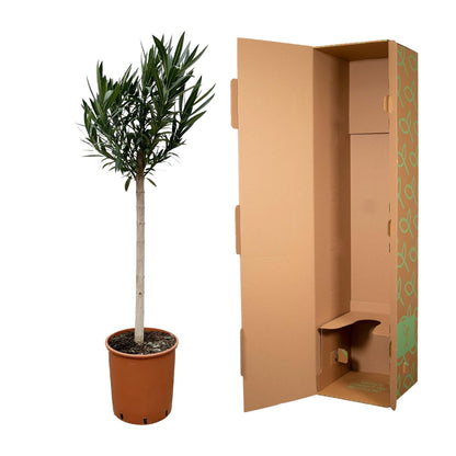 Nerium Oleander op stam met roze bloem | ↕170cm - Ø30cm