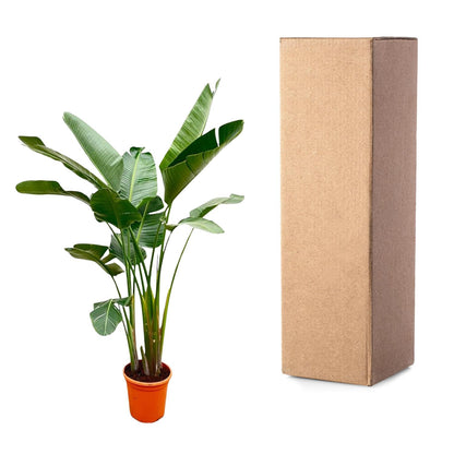 Strelitzia Augusta de luxe XXL | ↕250cm - Ø38cm