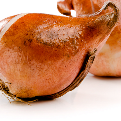 20x Tulpenbollen Dafeng – Oranje Tulp