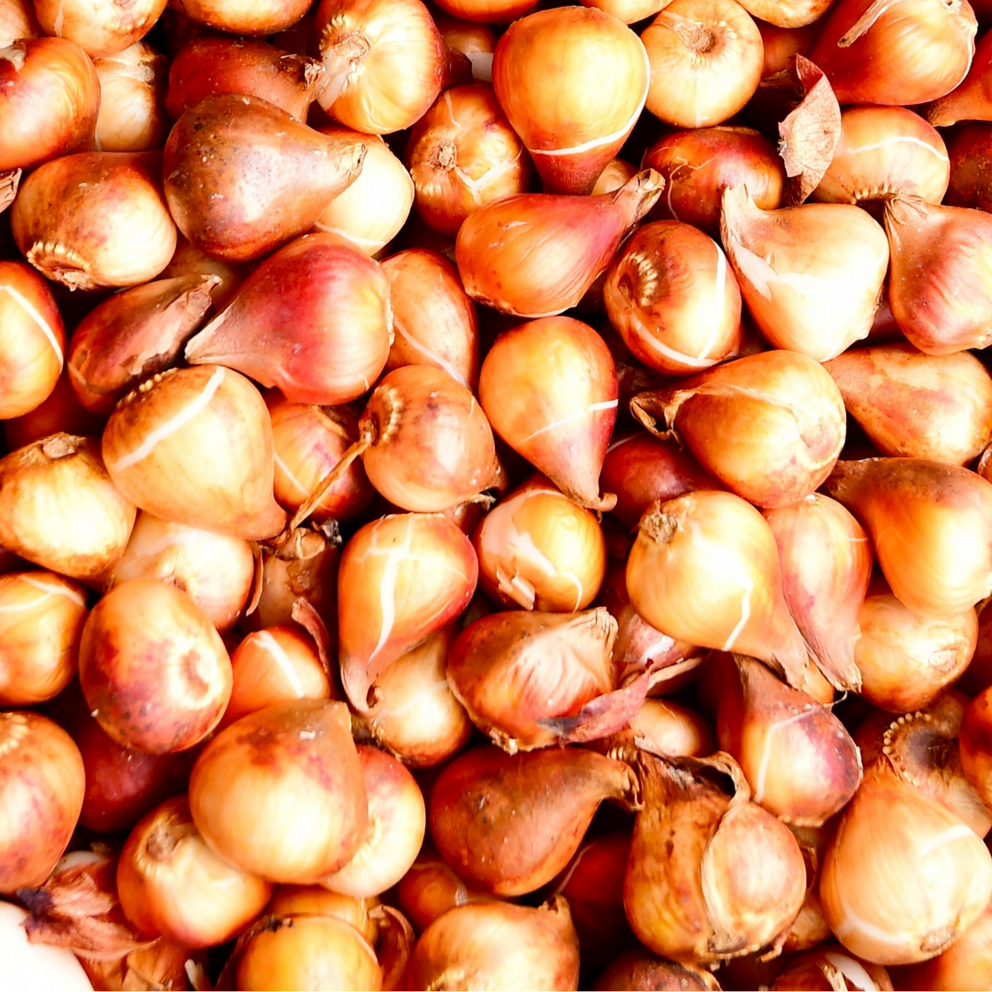20x Tulpenbollen Bombastic Red – Rode Pioentulp