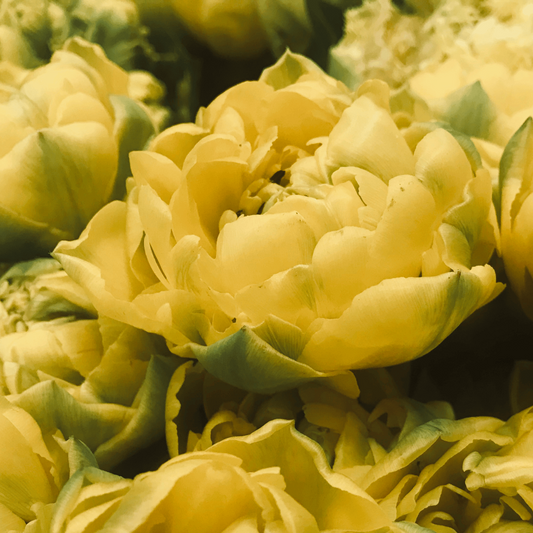 20x Tulpenbollen Avant Garde – Gele Dubbelbloemige Tulp