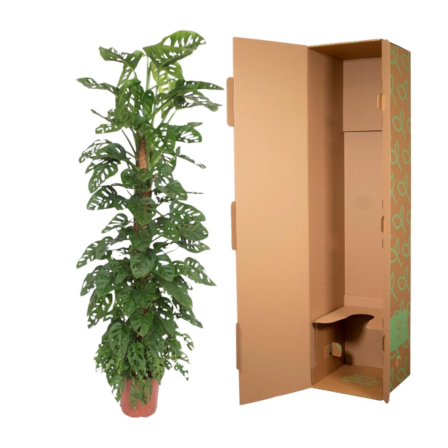 Monstera Monkey Leaf mosstok | ↕170 cm - Ø27cm