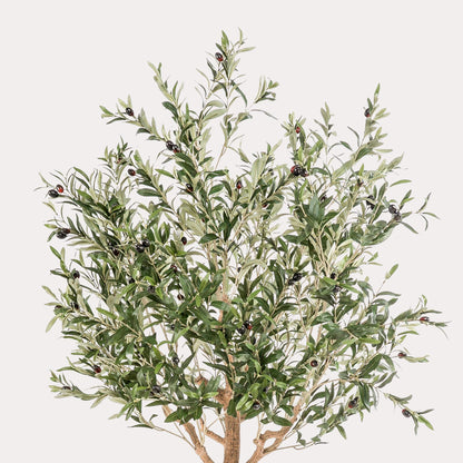 Olea europaea - Olijfboom | ↕180 cm Kunst Olijfboom